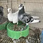 جوز حمام زاجل