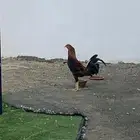 ديك مهجن بلدي مقاتل