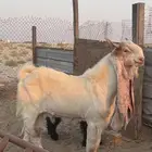 تيس هولدني ثني مشروط