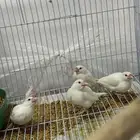 جاو فاون اغات