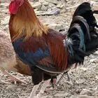 ديك فري