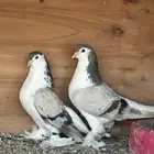 شيرازي مسكي