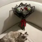 قطه