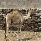 قعوده