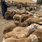 80 راس طليان رفيدي ابيار الماشي