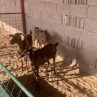 للبيع معزاء جنوبي العدد3