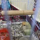 روز أليف