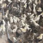 صوص بلدي العمر اسبوعين