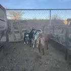 تيوس وعناق للبيع