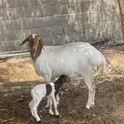 للبيع شاه بربريه والد