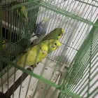 سلام عليكم جماله بادجي