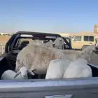حريات ولد