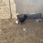 دجاج مسؤوله عليه عشر بيضت