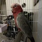 كوكاتو قالا اليف متكلم