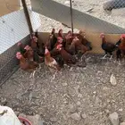 ديكه بلدي