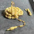 مسباح بكلايت صب قديم