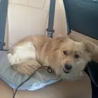 كلب شي واوا