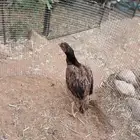 للبيع دجاج باكستاني