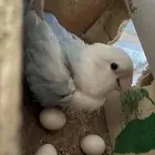 انثى روز منتجه بدون ذكر