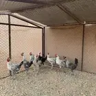 للبيع ديوك فيومي