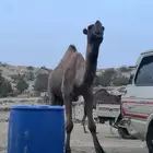 ابل