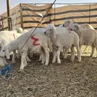 بهم للبيع العدد 10