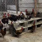 للبيع ديوك بلدي