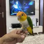 كايك وايت بلي اليف تم البيع