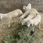 7 طليان ذبائح