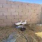 بط العمر3شهور وكثر