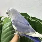 طير روز للبيع
