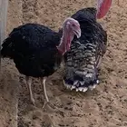 ديوك رومي يوجد ذبح
