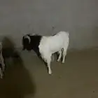فحل بورقوت