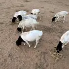خرفان برابر