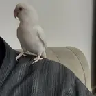 طير ببغاء روز أليف