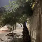 نخله واشنطني واشنطن الجبيل