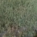 حفايظ. مقاس كبير. مااحتاج لها