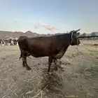 بقر سويسري