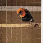 للبيع طيور زينة نساج او خياط ذكر وانثى