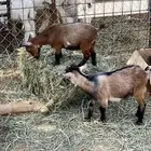 للبيع ماعز قزم