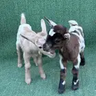 ماعز قزم جوز امريكي تشيكي