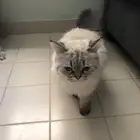 قطه هملايا للبيع