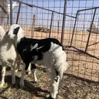 رخل مقفله شحم