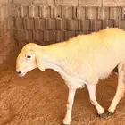 شعف شهران تمنيه