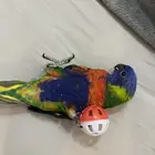 لوري تم