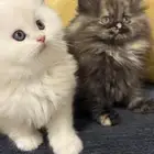 قطط كيتن للبيع