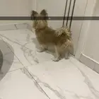 كلاب للبيع جراء مكس مالتيز و بومرينيان