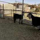 معز