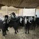 خمس معزا للبيع