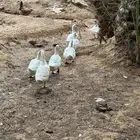 حيونات